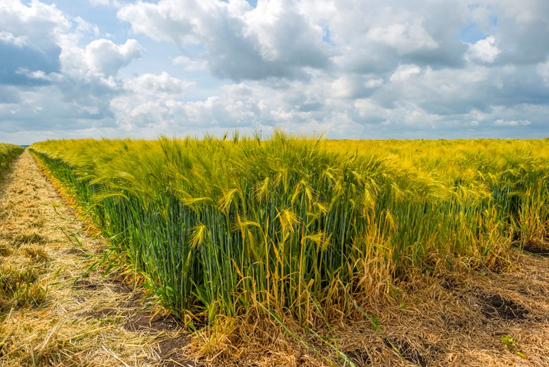 Consequenties niet telen verplicht rustgewas op zand- en lössgrond