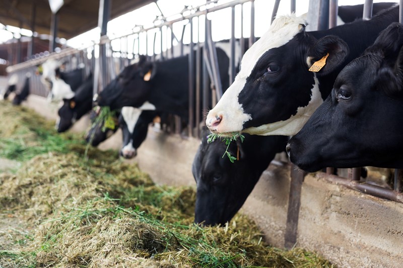 Openstelling Subsidieregeling extensivering melkveehouderij op 1 juni