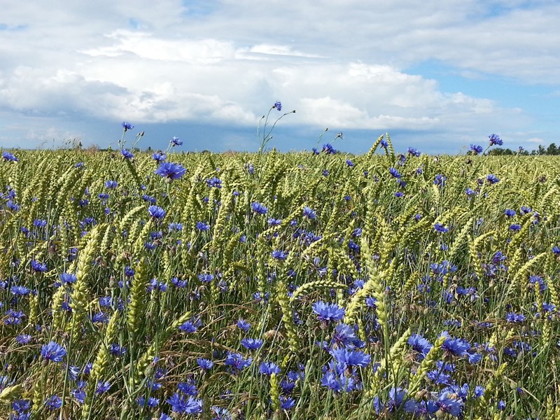 Eco-activiteit groene braak: waar moet je aan voldoen?