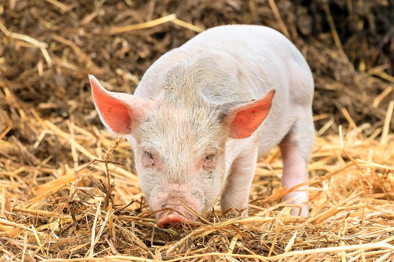 Hokverrijking en nestmateriaal voor varkens
