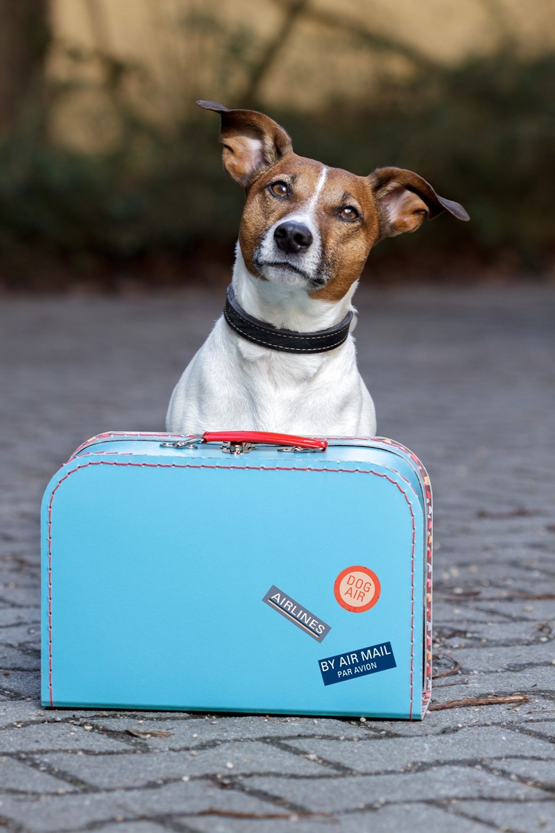 Van wie is de hond na een relatiebreuk?