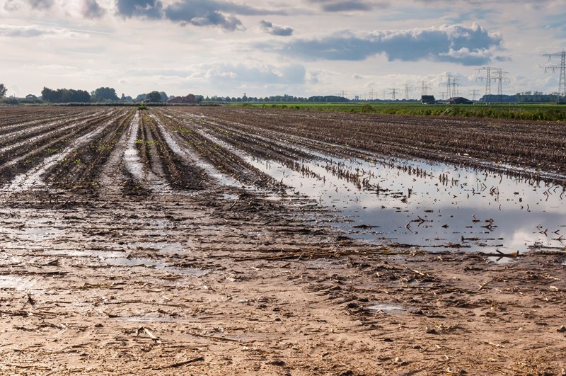 Stikstofherstelbemesting bij extreme regenval