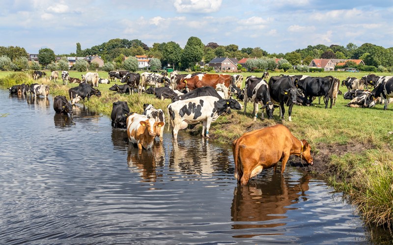 Subsidie samenwerken extensiveren overgangsgebieden N2000