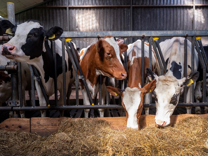 Langere openstelling Subsidieregeling extensivering melkveehouderij